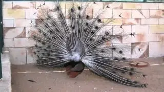 PEACOCK DANCE Emirates park zoo Abu dhabi