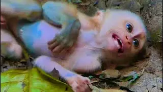 so cute baby monkey With mom monkey lovely baby #babymonkey 