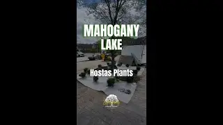 Planting Day &ndash; Hostas & Boulder!