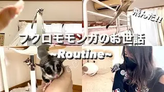 フクロモモンガを部屋んぽしたら部屋中う○ちまみれに...