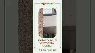 Canberra Wasp Nest Removal And Treatment Services | Call 0407 065 413