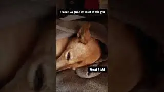 Aaj To Lag Gye 👻👻 #dog #funny #adorably #funnydog #pawsomecindri