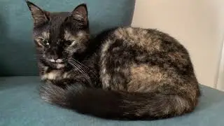 Margaret the Tortoiseshell Cat