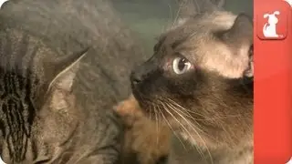 Inseparable, large cats must go together - Unadoptables