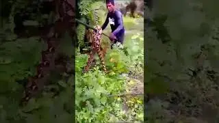No easy work in Malaysia plam plantation #shorts #short #shortvideo #plantation