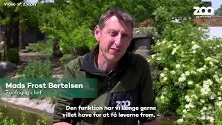 Et skaldet hoved til l&oslash;verne 👴🦁