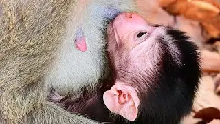 SO SWEET MILK. CUTE NEWBOR TRYING NOT WAIT GET MILK WITH MOM.SO ADORABLE NEWBORN.