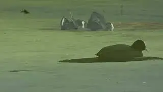Coots
