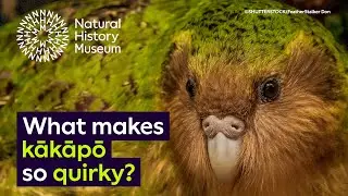 New Zealand's endemic and endangered kākāpō