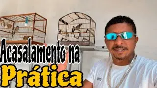 NAMORO E ACASALAMENTO VISUAL DO NOSSO TRINCA FERRO , MANEJO NA PR&Aacute;TICA @manotom 
