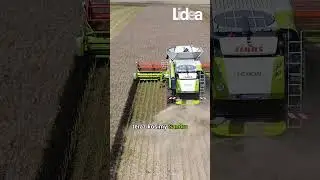 Poletka odmian rzepaku z nowej genetyki LIDEA w GR Ostrowicki k. Bydgoszczy