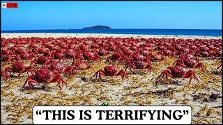 They Released Millions of Ant Killers on Crab Island   And the Change Was Instant!