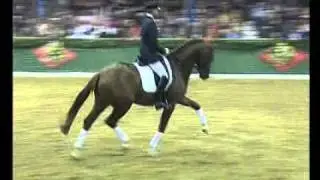 Quarterback - Elite Stallions