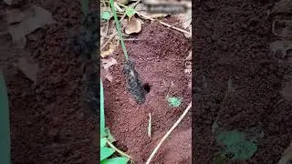 Funny video catching cricket insect with bullet ants is so cool #hunting #insects #shorts