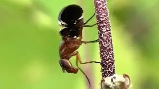 The Picture-winged Fly (Delphinia picta) Exploring an American Beautyberry