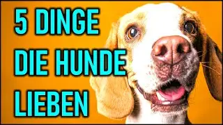 5 Dinge, die Hunde lieben, Hundefakten, die Dir helfen Deinen Hund zu verstehen