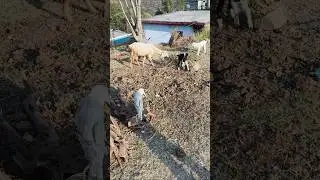 प्यारा सा बकरी का बच्चा 🐐❤️ | Cute Baby Goat Video#Short#nature #funny#travel #mountain #short#reel#