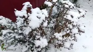 Она пришла. Розы не укрываю. 
