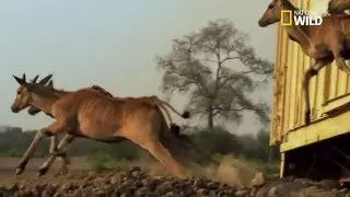 R&eacute;introduction d' &eacute;lans du Cap dans le parc de Gorongosa