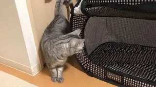 新入りケージに興味津々！慎重すぎる猫のクンクン調査が可愛い #ひめちゃん