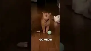 I go meow I go meow 😸 #restinpeace #kittycat #singing