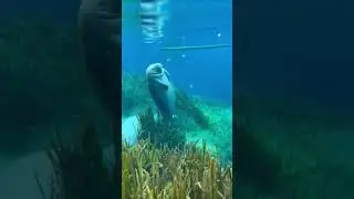Чище чем в Байкале!!!