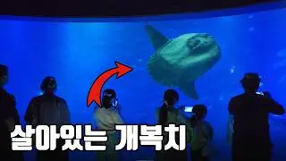 어지간한 아쿠아리움에서 모두 포기한 살아있는 개복치를 눈앞에서 볼 수 있는곳!