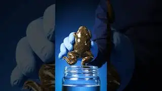 Frogs Were the First Reliable Pregnancy Test