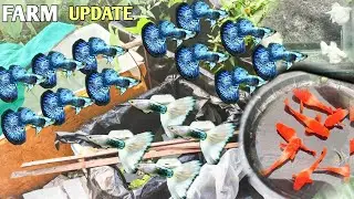 IMPORTED GUPPY FISH FARM | EXOTIC GUPPIES FOR SALE | FISH LOVER JASBIR GUPPY FARM | IMPORTED MOLLY 