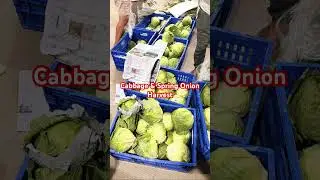 Harvest & selling time! Cabbage & Spring Onion