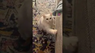 Почему кошки любят царапать диваны? 😂 #кот #милыйкот #непослушныйкот #царапки #диван