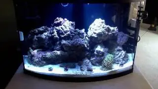 36 Gallon Bow Front Saltwater Tank
