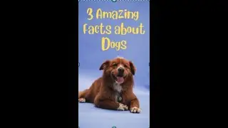 Amazing Dog Facts in 45 Seconds! | Quick & Fun Canine Trivia