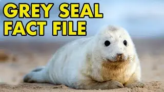 Grey Seal: Fact File (British Wildlife Facts)