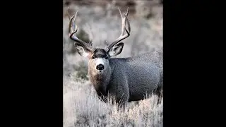 Last hunt of the season  Starlink episode 3