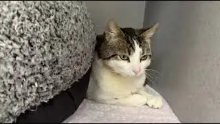 Scruff - gentle soul who chose kindness over survival