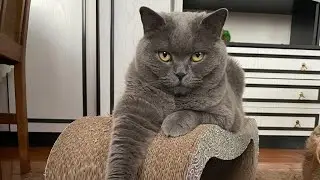 Pyzia😻Sweet British Shorthair Bear Who Will Steal Your Heart