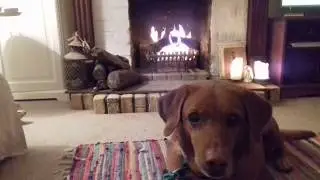 Open fire sounds are therapeutic for Evie .