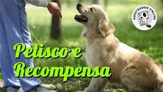 Qual Petisco e Recompensa devemos usar pra treinar cães.