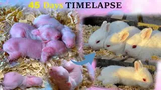 Timelapse - Baby rabbits Growth Day by Day