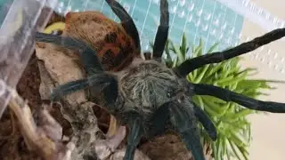 My GBB Tarantula's New Home: Setting Up Her Enclosure & Transfer. #gbb #tarantulacare #chromatopelma