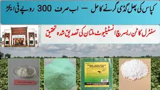 Stop Cotton Boll Shedding with Just Rs 300 per Acre | CCRI Multan Research Solution | P1|KissanDost