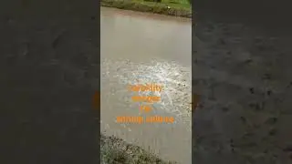 turbidity dengerus for shrimp culture