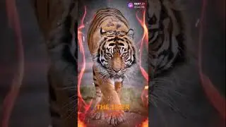 #beatlyapp THE tiger write the tiger name in comment box