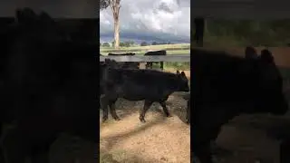 A/c Twisted Oaks Farm - 11 MG Angus cross heifers unweaned