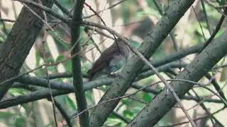 Обыкновенный (восточный) соловей - Luscinia luscinia -Thrush nightingale. Песня.