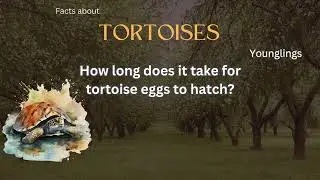 Tortoise Fact 30 - How long does it take for tortoise eggs to hatch?