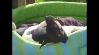 Terrier brésilien