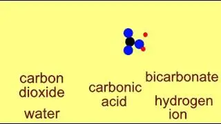 BICARBONATE BUFFER SYSTEM