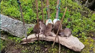 Menguji Kembali 3 Jenis Perangkap Tikus yang Lama, Ternyata Hasilnya Mantap